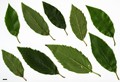 SpeciesSub: subsp. glabrata